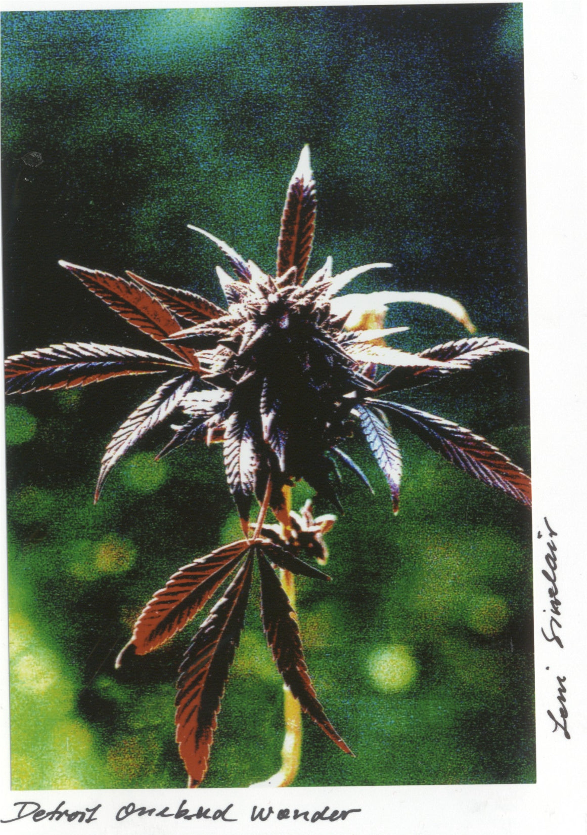 Leni SInclair BUD PHOTO