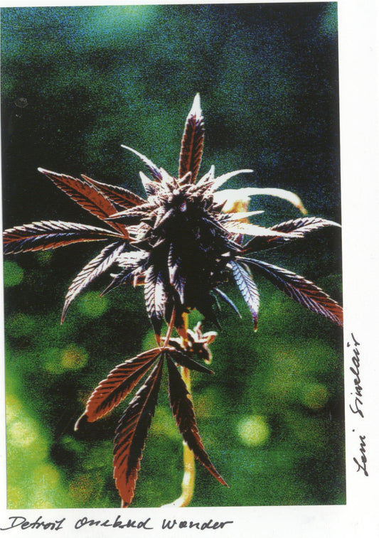 Leni SInclair BUD PHOTO